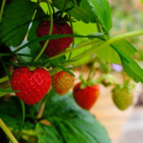 Strawberries buy-strawberries-from-fresh-califnornia-fruit-usa-ca-1